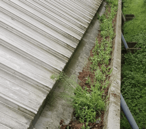 Happy customers in Windsor who trust The Roof Moss Cleaners for gutter cleaning services